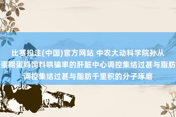 比赛投注(中国)官方网站 中农大动科学院孙从佼团队揭示延伸产蛋期蛋鸡饲料哄骗率的肝脏中心调控集结过甚与脂肪千里积的分子琢磨